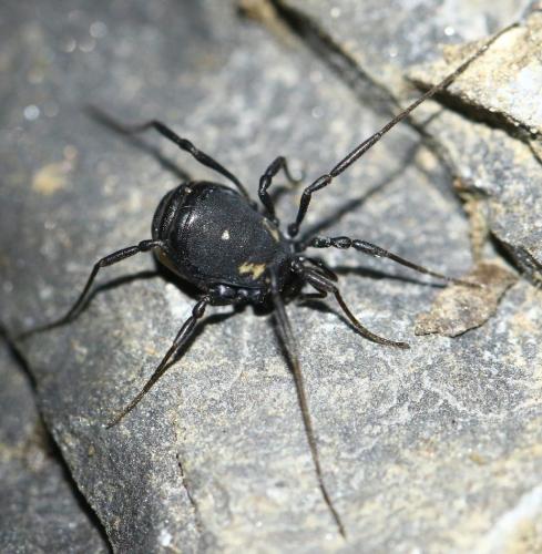 Réf. 294 885 : Nemastoma bimaculatum